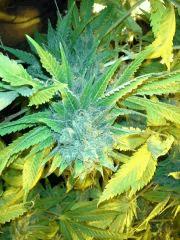 Scrog Indoor - CRO+56 - PréFlo+8 - FLO+77
