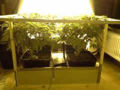 Scrog Early Skunk C+56/Préflo+3