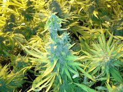Scrog Indoor - CRO+56 - PréFlo+8 - FLO+77