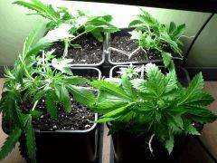 Early Skunk C+25 palissées