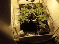 Mise en place du plateau de scrog