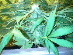 Scrog Early Skunk - CRO+56 - PréFlo+8 - FLO+24 - Les buds se rejoignent
