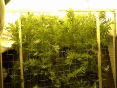 Scrog Early Skunk C+56/Préflo+3 - Arrière