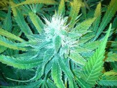 Scrog Early Skunk CRO+56 - PréFlo+8 - FLO+42