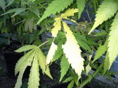Early Skunk Outdoor 2013