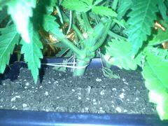 Le scrog - Early Skunk C+45 - 1