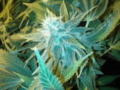 Scrog Early Skunk CRO+56- PréFlo +8 - FLO+38