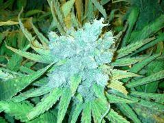 Scrog Indoor - CRO+56 - PréFlo+8 - FLO+77