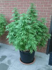 Early Skunk Outdoor 2013