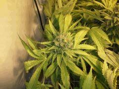 Scrog Early Skunk - CRO+56 - PréFlo+8 - FLO+73