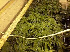 Le scrog Early Skunk - C+50 - 4