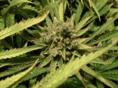 Scrog Early Skunk - CRO+56 - PréFlo+8 - FLO+63