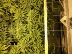 Scrog Early Skunk - Cro+56 Préflo-1 - 3