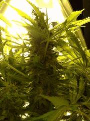 Scrog Early Skunk - CRO+56 - PréFlo+8 - FLO+67