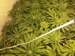 Scrog Early Skunk - CRO+56 - PréFlo+8 - FLO+12 - 6