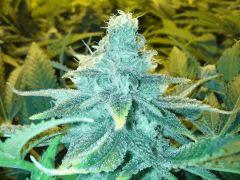 Scrog Early Skunk CRO+56 - PréFlo+8 - FLO+47