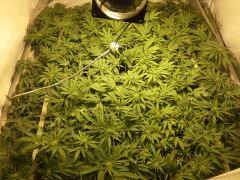 Scrog Early Skunk CRO+56 - PréFlo+8 - FLO+7