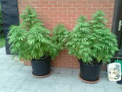 Session Outdoor - Early Skunk