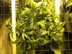 Early Skunk C+34 - 4