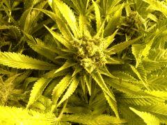 Scrog Early Skunk - CRO+56 - PréFlo+8 - FLO+67