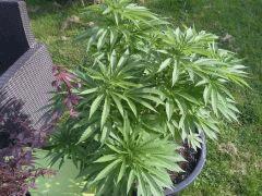 Session Outdoor Early Skunk CRO+91