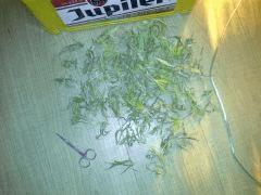 Scrog Indoor - CRO+56 - PréFlo+8 - FLO+77 - les déchets