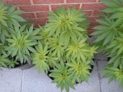 Session Outdoor Early Skunk - CRO+64 - 2