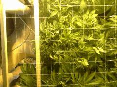 Le scrog - Early Skunk C+45 - 4