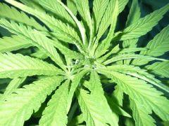 Session Outdoor - Early Skunk bout'z FLO+8