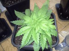 Early Skunk 11 litres - 5