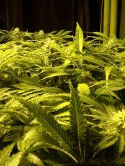 Scrog Early Skunk CRO+56 - PréFlo+8 - FLO+28 - Les buds