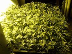 Scrog Early Skunk CRO+56 - PréFlo+8 - FLO+28