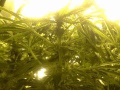 Scrog Early Skunk - CRO+56 - PréFlo+8 - FLO+16 - Des pompons