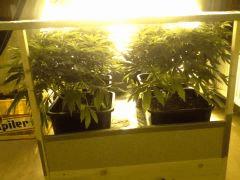 Scrog Early Skunk - C+52