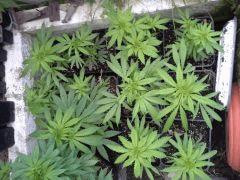 Session Outdoor Early Skunk : les boutz