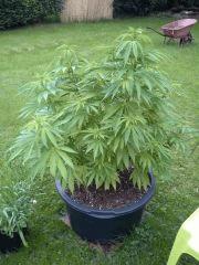 Session Outdoor Early Skunk CRO+99