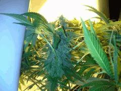 Scrog Early Skunk CRO+56 - PréFlo+8 - FLO+42