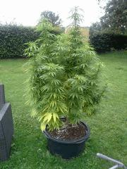Session Outdoor - Early Skunk