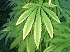 Early Skunk Outdoor 2013