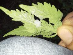 Session outdoor Early Skunk CRO+108