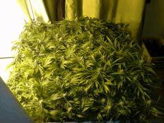Scrog Early Skunk CRO+56 - PréFlo+8 - FLO+33