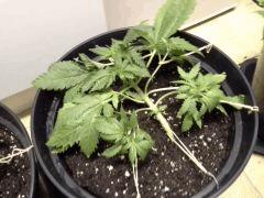Early Skunk C+32 - session Outdoor 2013