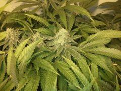 Scrog Early Skunk CRO+56- PréFlo +8 - FLO+38
