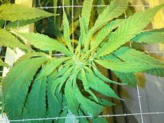 Scrog Early Skunk - F+1 - 5
