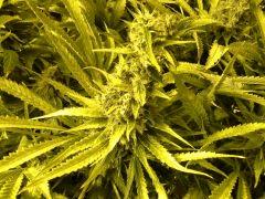 Scrog Early Skunk - CRO+56 - PréFlo+8 - FLO+67
