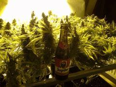 Scrog Indoor - CRO+56 - PréFlo+8 - FLO+77