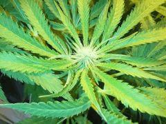 Scrog Early Skunk - CRO+56 - PréFlo+8 - FLO+12 - Quelques pompons
