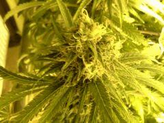 Scrog Early Skunk CRO+56 - PréFlo+8 - FLO+52