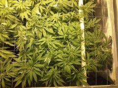 Scrog Early Skunk - F+1 - 1