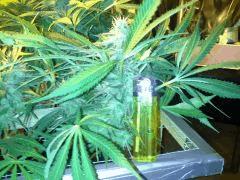 Scrog Early Skunk CRO+56 - PréFlo+8 - FLO+42